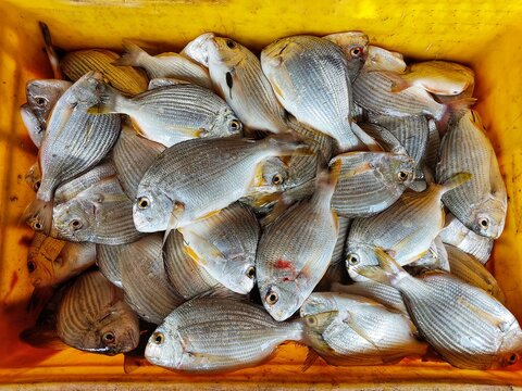 lots of freshly harvested yellowfin breams in basket ready for export