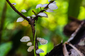 The strange of mushroom in the rainy season in tropical forest.