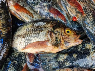 pile of freshly harvested tilapia fish with ice cubes ready for sale in asian fish market