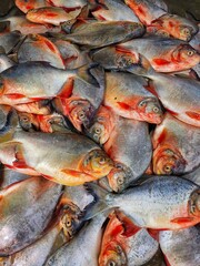 pile of pacu roopchandi fish on ground in indian fish market Pygocentrus piraya red belied piranha