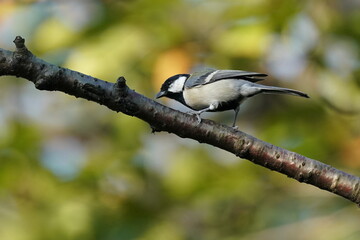 japanese tit on the branch