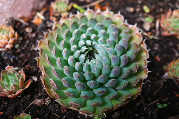 Rojnikowiec mongolski Orostachys mongolei
