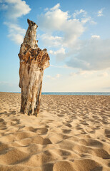 Tree trunk in sand on an empty tropical beach.