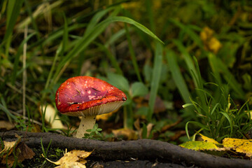 
red mushroom