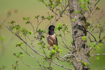 Rosy Starling (Pastor roseus) perched on a tree branch