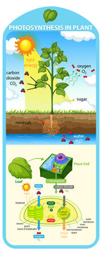 Diagram showing process of photosynthesis in plant