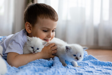 little boy is lying on a blue knitted blanket with white fluffy kittens. British shorthair kittens of silver color. Siberian nevsky masquerade cat color point. space for text. High quality photo