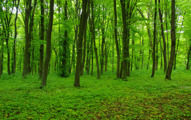 Forest trees in spring