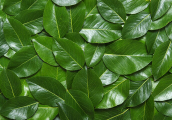 Green leaves background