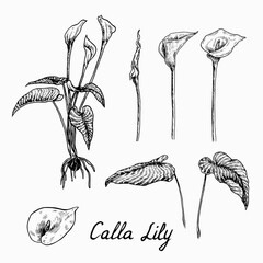 Calla Lily flowers collection, plant with root, flowers, bud and leaves, doodle drawing with inscription, vintage style