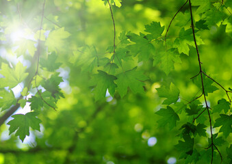 Obraz premium Sun beams and leaves.