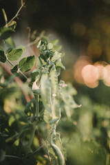 young peas in the sunset light