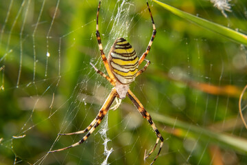 A wasp spider in a large web on a background of green grass on a sunny day. Argiope bruennichi.