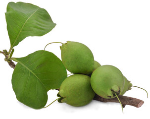 Careya arborea isolated on white background