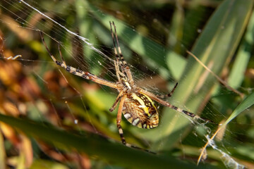 A wasp spider in a large web on a background of green grass on a sunny day. Argiope bruennichi.