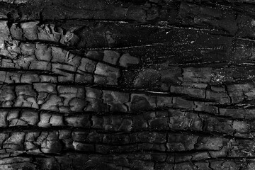 After the fire, burnt tree pattern.