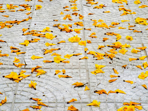 fllowers yellon in tke paved floor  in park, texture, paved floor, beautiful yellow flower of the Handroanthus albus tree, yellow ipe in full yellow bloom that starts in August, September and October 