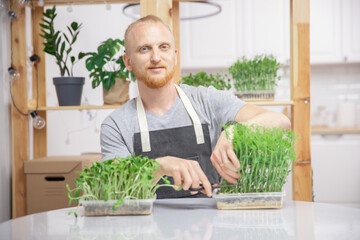 Farmer cuts with scissors raw microgreen baby sprouts beans pea and sunflower in box