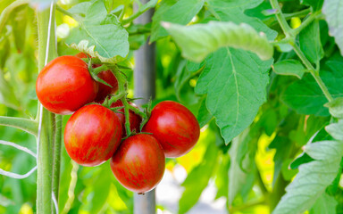 Tigerella red tomatoes growing in greenhouse.