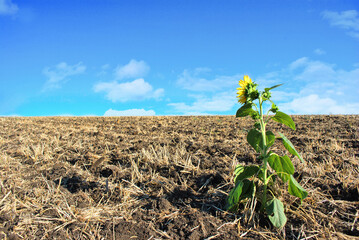 Sunflower flower plant, plowed field and bright blue sky background