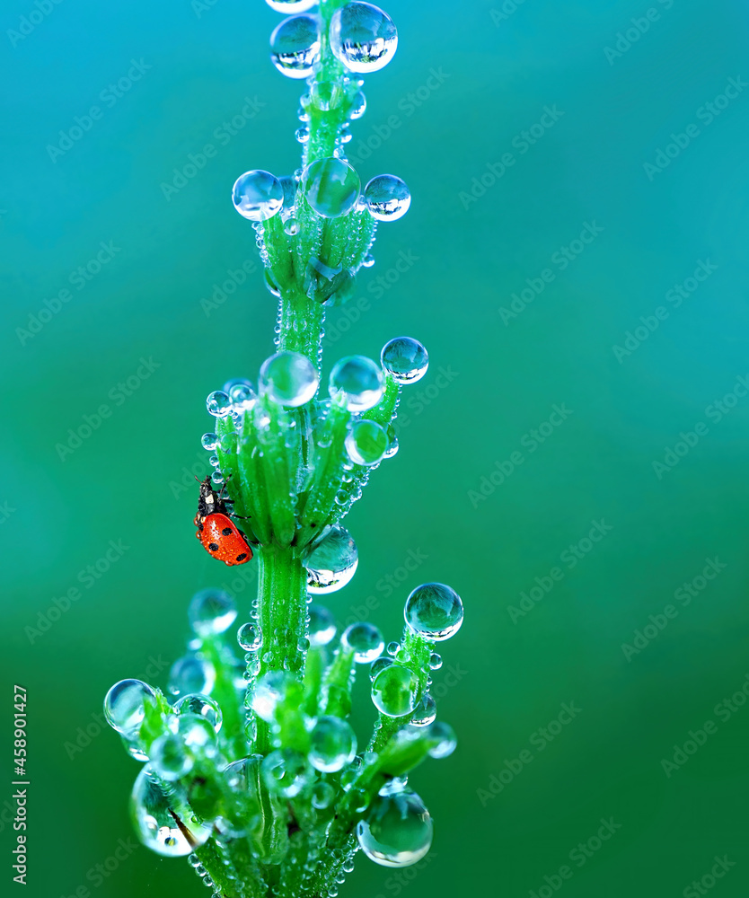 Aufkleber beautiful macro image of scene in nature - ladybug crawling up green plant, shoots of which covered 