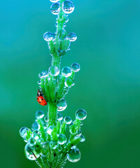Beautiful macro image of scene in nature - ladybug crawling up green plant, shoots of which covered...
