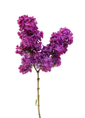 Fototapeta premium Flowering branch of lilac