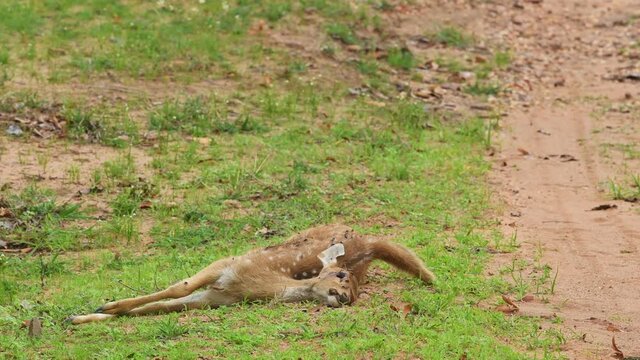 Full shot of deer carcass or dead Spotted deer or Chital body in monsoon green at bandhavgarh national park or tiger reserve madhya pradesh India - axis axis