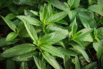 Fresh green leaves of mint, lemon balm, peppermint top view. Mint leaf texture. Ecology natural layout. Mint leaves pattern spearmint herbs nature background