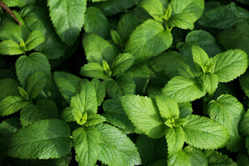 Fresh green leaves of mint, lemon balm, peppermint top view. Mint leaf texture. Ecology natural layout. Mint leaves pattern spearmint herbs nature background