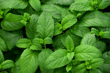 Fresh green leaves of mint, lemon balm, peppermint top view. Mint leaf texture. Ecology natural layout. Mint leaves pattern spearmint herbs nature background - obrazy, fototapety, plakaty