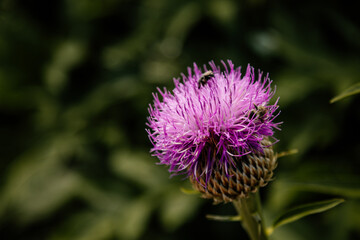 Close up macro of Isolated Beautiful Pink Texas or Scottish Thistle bloom or Cirsium texanum with blurred green background, Kern's Flower Scarabs and bumblebee among the petals at sunny summer day