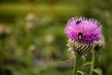 Close up macro of Isolated Beautiful Pink Texas or Scottish Thistle bloom or Cirsium texanum with blurred green background, Kern's Flower Scarabs and bumblebee among the petals at sunny summer day