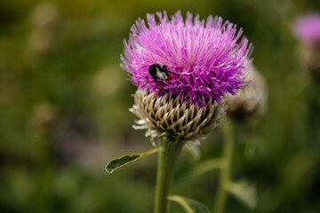 Close up macro of Isolated Beautiful Pink Texas or Scottish Thistle bloom or Cirsium texanum with blurred green background, Kern's Flower Scarabs and bumblebee among the petals at sunny summer day