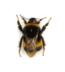 bumblebee isolated on the white