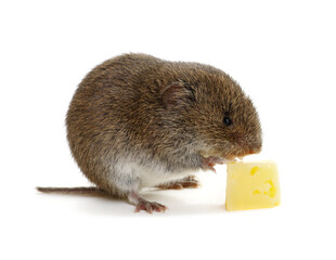 Mouse with cheese