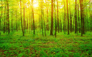 Forest  and sun rays