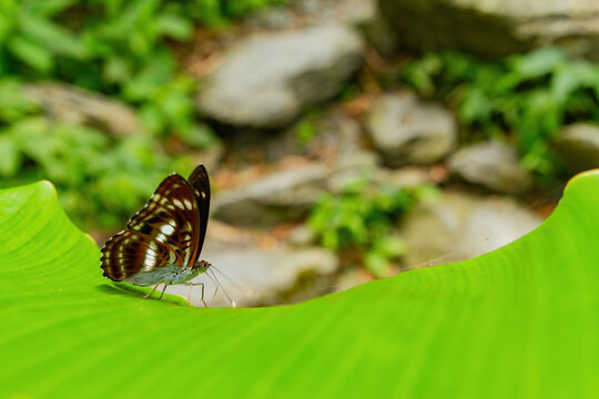 Closeup of the Athyma selenophora on the plant. Taiwan.