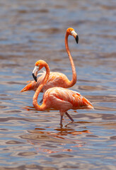 Pink flamingo on island of Bonaire