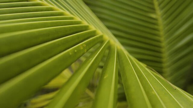 Green vibrant leaf of young coconut tree, slider forward view