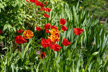 Nature, flowers, rainbow, animals, fountain, tree