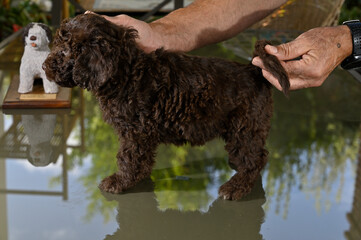 Cachorros de 40 dias de raza perro de agua español