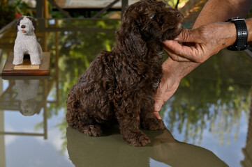 Cachorros de 40 dias de raza perro de agua español