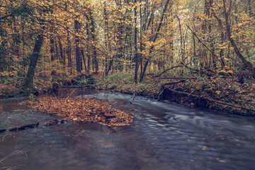 forest river in autumn forest