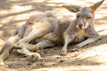 Naklejka na ściany i meble sleeping kangaroo, chilling kangaroo 