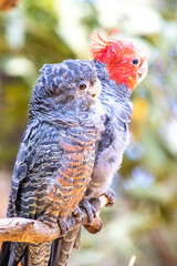 close up of a parrot