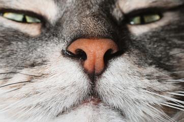 Close-up of muzzle gray fluffy green-eyed cat, macro photography pink nose. Cat is sniffing. Selective focus on nose.