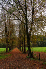 Avenue of chestnuts in autumn