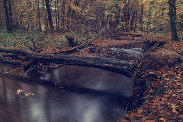 forest river in autumn forest