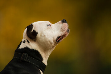 pit bul terrier looking forward